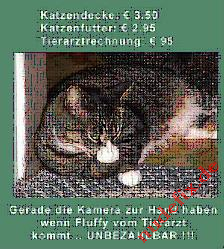 MasterKatze